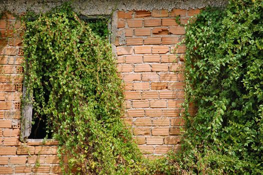 Creeper plant growing through the window of an abandoned house.
