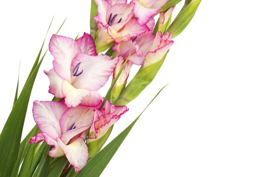 pink gladiolus