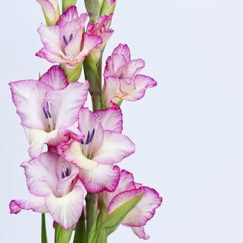 pink gladiolus