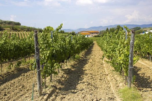tuscany vineyard 