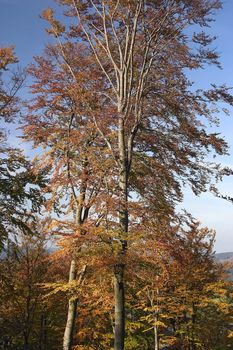 autumn trees