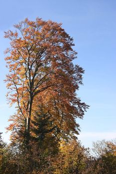 autumn trees