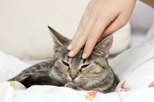stroking the cat