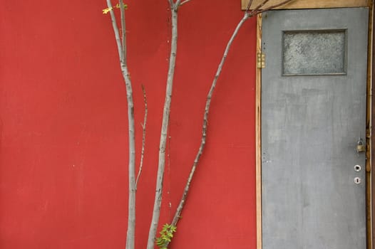 Door and tree branches against a red weathered backdrop. Abandoned house exterior.