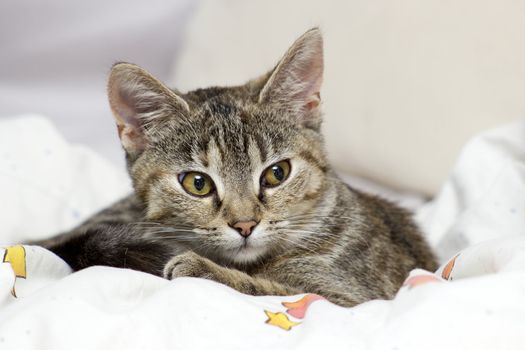 little kitten