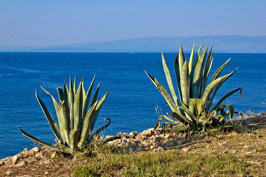 Two American agave plants by the sea