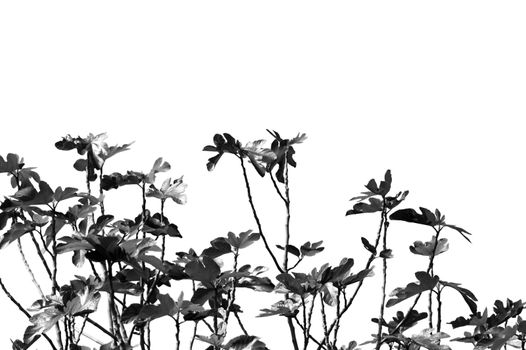 Fig tree branches silhouette on white background.