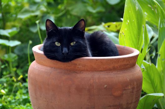 Black cat sheltering from cold wind in a flowerpot.