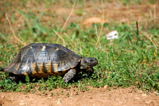Forest turtle in natural habitat.