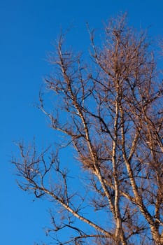 Several lifeless trees under blue sky 
