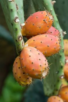 Ripe indian figs on opuntia plant