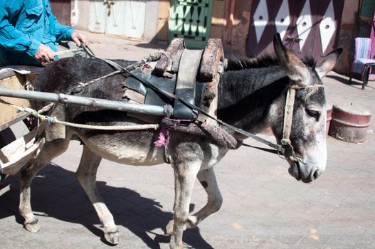 Donkey Carriage in the Medina of Marrakech, Morocco