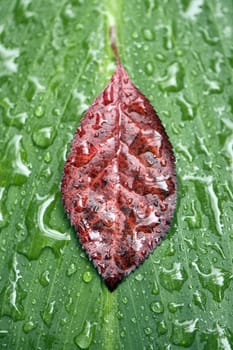 Green and red leaves with raindrops. Abstract natural background.
