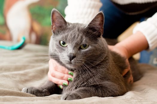 A gray cat and a women hand
