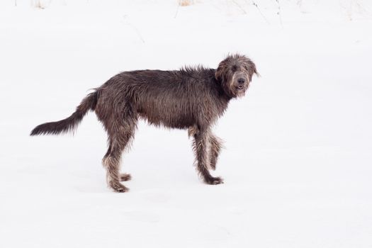 An irish wolfhound standing on a snow
