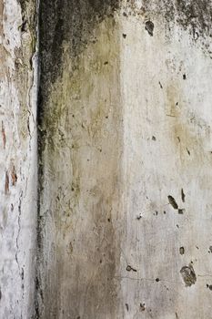 Mold growth and peeling paint on the wall of an abandoned house.