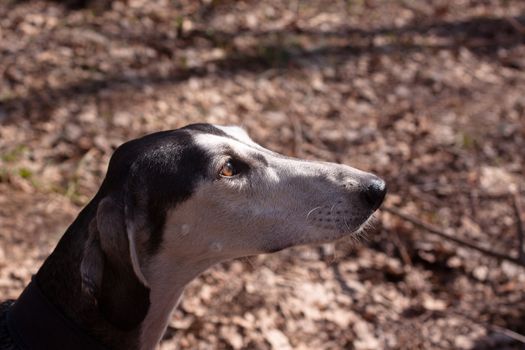 A portrait of young smooth saluki
