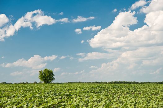Tree and field. A rural landscape on a background of the dark blue sky