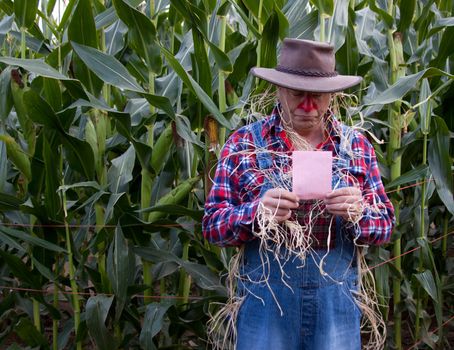 The scarecrow gets a pink slip in the corn field at the end of the season.