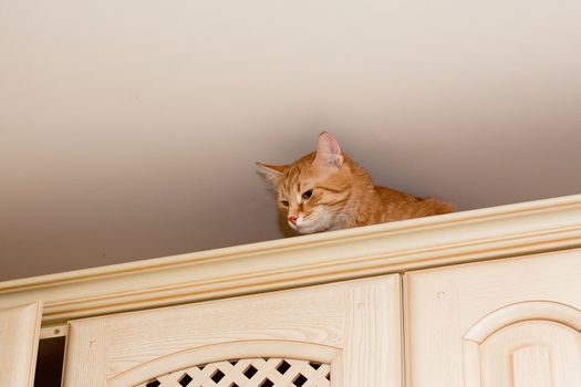 A young ginger tabby cat on kitchenl cupboard
