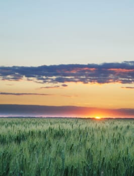Wheat and sunset. A field of young green wheat in the evening