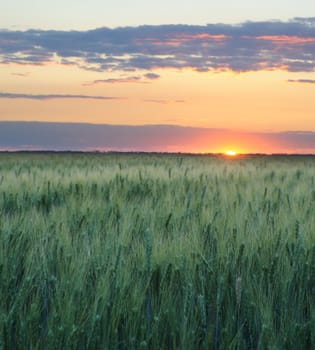 Wheat and sunset. A field of young green wheat in the evening