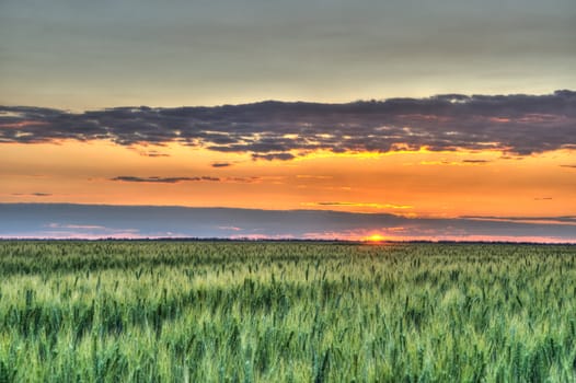Wheat and sunset. A field of young green wheat in the evening