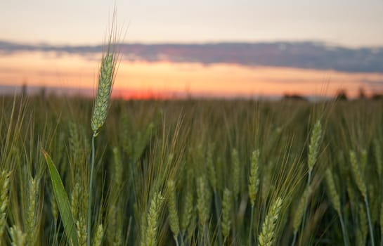 Wheat and sunset. A field of young green wheat in the evening