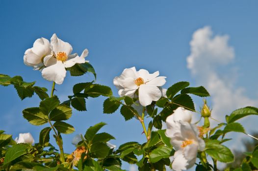 Flowers of a dogrose. A prickly bush a version of a rose