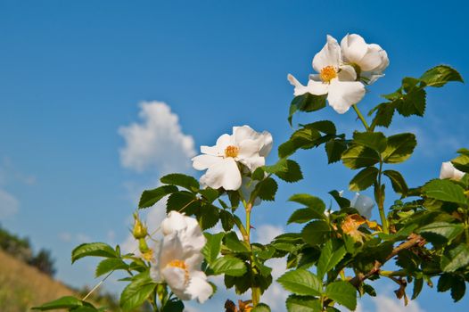 Flowers of a dogrose. A prickly bush a version of a rose