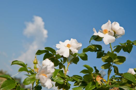 Flowers of a dogrose. A prickly bush a version of a rose