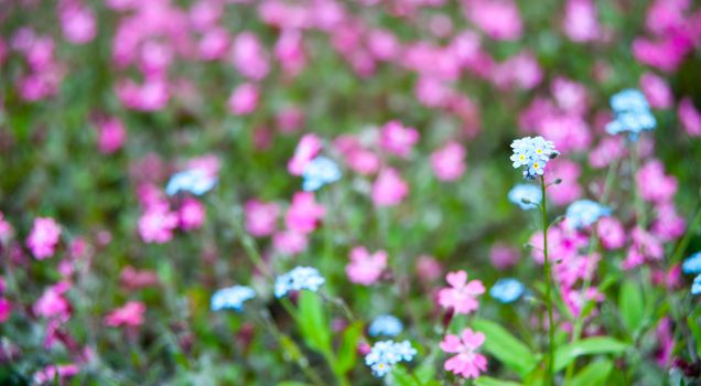 Flowers on field. A field with spring blossoming flowers