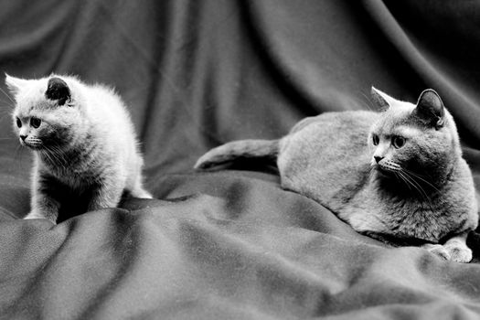 A British kitten and its mother on textile background
