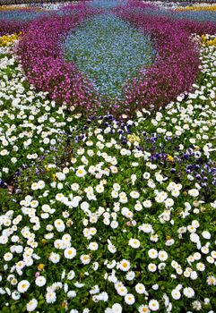 Lawn. A lawn with spring blossoming flowers