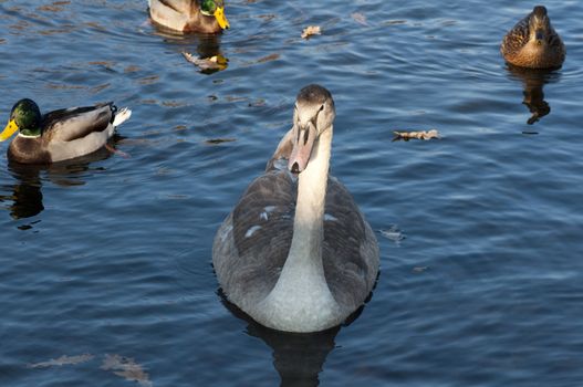 High resolution image. The swan floats on lake. White swan.