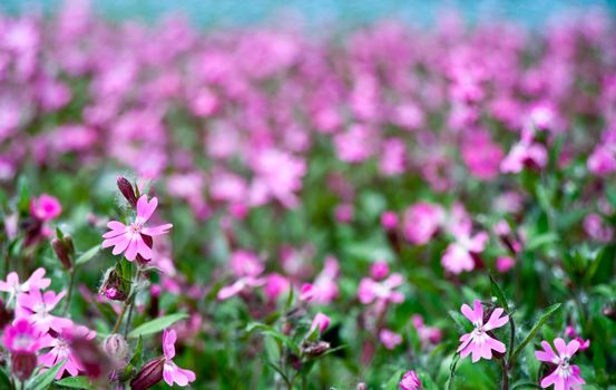 Flowers on field. A field with spring blossoming flowers