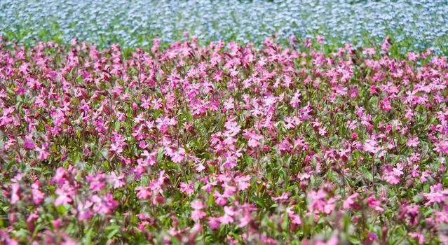 Flowers on field. A field with spring blossoming flowers
