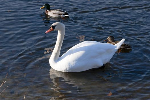 High resolution image. The swan floats on lake. White swan.
