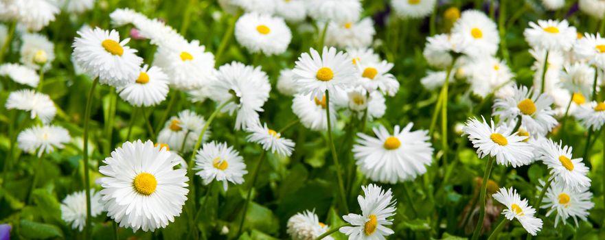 Camomiles. A field with spring blossoming flowers