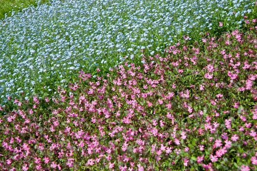 Flowers on field. A field with spring blossoming flowers