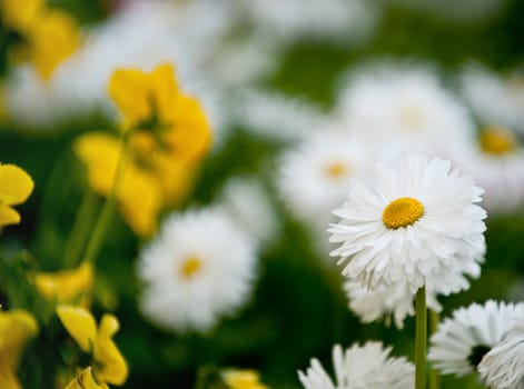 Camomiles. A field with spring blossoming flowers