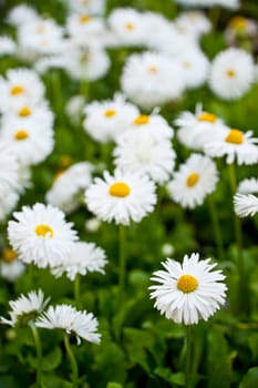 Camomiles. A field with spring blossoming flowers