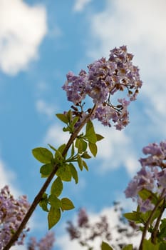 Paulownia is a genus plants in the monogeneric family Paulowniaceae