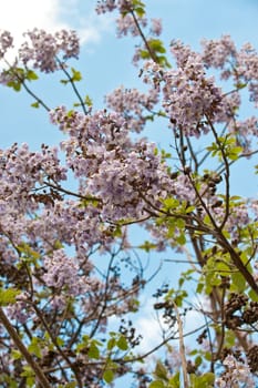 Paulownia is a genus plants in the monogeneric family Paulowniaceae