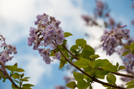 Paulownia is a genus plants in the monogeneric family Paulowniaceae