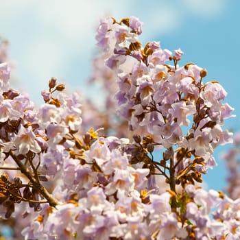 Paulownia is a genus plants in the monogeneric family Paulowniaceae