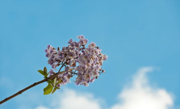 Paulownia is a genus plants in the monogeneric family Paulowniaceae