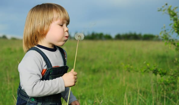 The boy and a dandelion. The small child blowing on a flower of a dandelion