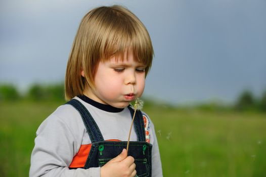 The boy and a dandelion. The small child blowing on a flower of a dandelion