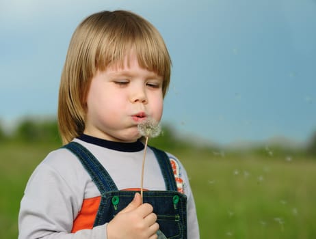 The boy and a dandelion. The small child blowing on a flower of a dandelion